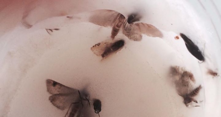 Fot. Radosław Kobierski